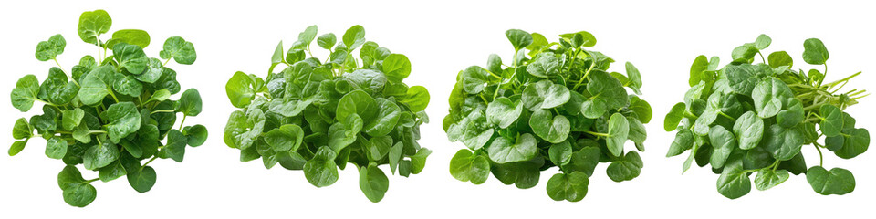 Fototapeta premium Watercress - Peppery and fresh perfect in salads Isolated on Clear White Background Highly Detailed