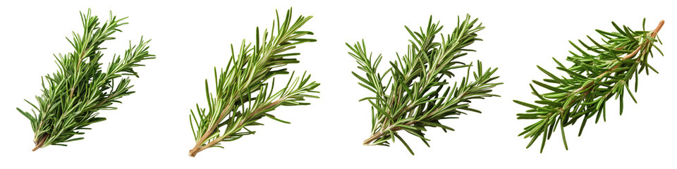 Rosemary - Piney and aromatic used in roasted meats and breads Isolated on Clear White Background Highly Detailed 