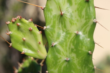 kaktus opuncja Opuntia jamaicensis variegata Ghost