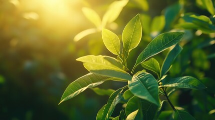 green leaves background