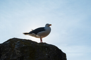 Seagull Sits on Rock, Oregon Coast