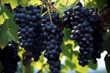 Black grapes on a tree in the orchard. Fresh Black grapes fruits