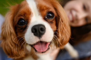 Portrait of cute funny King Charles Spaniel dog with his tongue hanging out, in arms of girl, close...