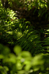 Green ferns in a forest backlit on a sunny day, natural background