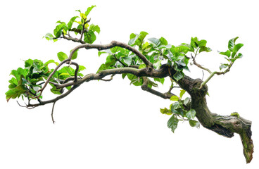 Obraz premium PNG Twisted branch with green leaves