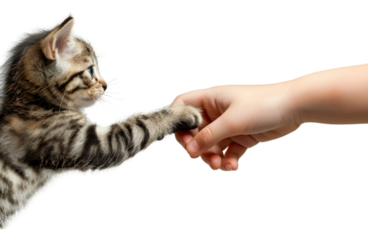 Kitten hand shaking leg human animal mammal.