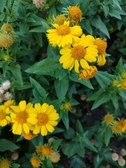 Obraz premium yellow flowers in the garden