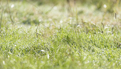 Green grass in a meadow with water droplets on a sunny summer day, natural background with copy...