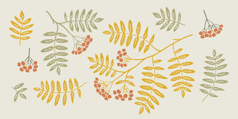 Rowan branch linocut illustration set. Hand drawn graphic. Cute color drawing of fall element. Flat autumn leaves and berries.