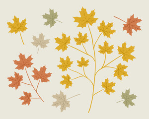 Fototapeta premium Maple leaf and branch illustration set. Hand drawn graphic. Cute color drawing of fall element. Flat autumn leaves.