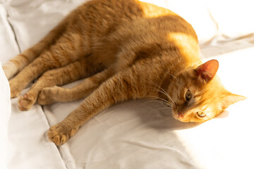 red cat lies in a bed under the sun's rays