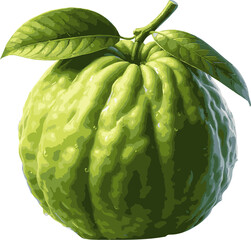 Fresh Green Guava Fruit Illustration