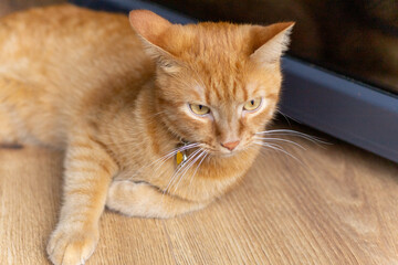 red cat lies on the wooden floor