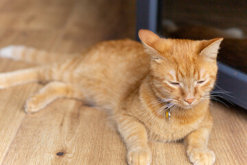 red cat lies near the balcony door on the wooden floor