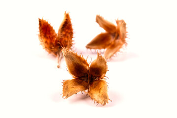 Obraz premium Close-up of a group of three edged beechnuts with their fruit shells lying on a white table