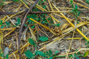 A dark brown grasshopper insect color that allows you to remain invisible among the grass in the...