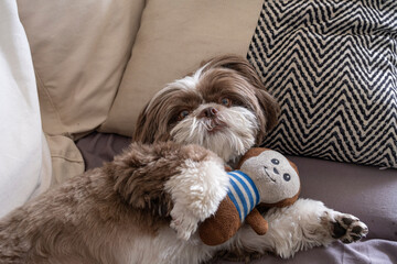 Shih tzu dog, lying on the sofa with his stuffed animal between his paws_6.