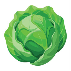 Cabbage Vector Art
