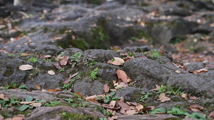 Fallen leaves