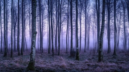 Obraz premium A misty forest scene with tall trees and a serene, ethereal atmosphere at twilight.