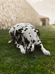 Dalmatian on the grass