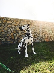 dog walking on the grass