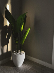 plant in a vase