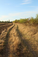 Fototapeta premium A dirt path through a field