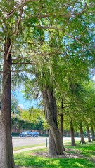 tree in the park
