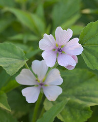 Obraz premium Beautiful close-up of an althaea officinalis flower