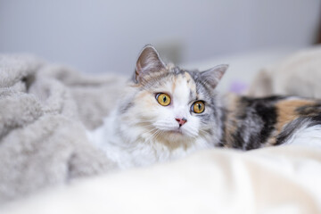 ベッドで寛ぎ、右方向を見つめるスコティッシュフォールドの猫