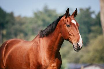 Obraz premium 23-year-old KWPN gelding with shiny coat during summer looking curious