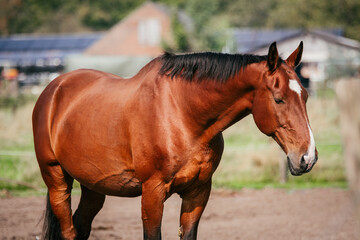 Fototapeta premium Sleepy bay KWPN horse with healthy shiny coat and full belly