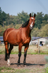 KWPN horse looking derpy in pasture