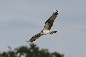 Osprey - Pandion haliaetus also called sea hawk, river hawk, and fish hawk with spread wings in flight with sky in background. Photo from nearby Mragowo in Mazuria in Poland.