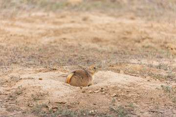 Obraz premium Ground Squirrel in Denver, Colorado