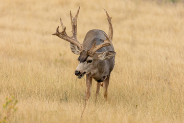 Denver Colorado Wild Deer, Rocky Mountain Arsenal National Wildlife Refuge