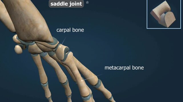 Saddle joint
