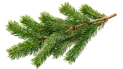 Fir tree branches isolated on transparant background. 