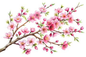 Watercolor branch of pink flowers in full spring bloom