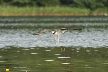Osprey - Pandion haliaetus also called sea hawk, river hawk, and fish hawk in flight with spread wings with claws to attacking fish at green background. Photo from nearby Mragowo in Mazuria in Poland.