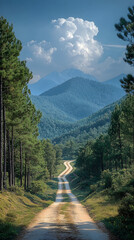 winding dirt road leading to the forested mountains of North Carolina with pines and oaks lining both sides of it