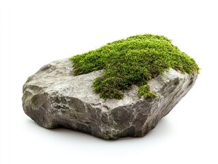 green moss on white background