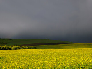 Mountain landscape. A view of the green hills with storm clouds looming over them. A field of blooming rapeseed in the foreground.
