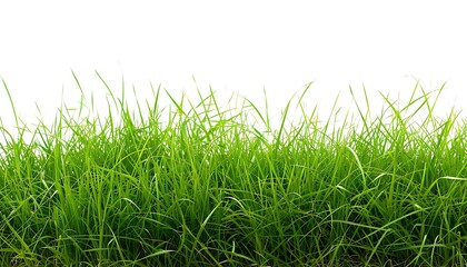 Green grass isolated on white background