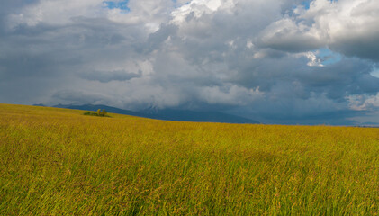 Landscape mountain. In the foreground, a meadow before haymaking. In the distance you can see a mountain peak surrounded by clouds