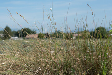 Landschaft Povence, Vordergrund Gras mit kleinen weißen Schneckenhäusern