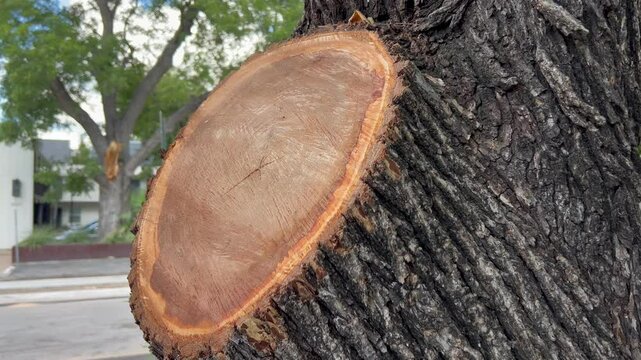 Tree cut after chainsaw used