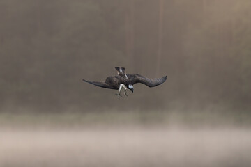 Osprey - Pandion haliaetus also called sea hawk, river hawk, and fish hawk in diving flight with spread wings at dark background. Photo from nearby Mragowo in Mazuria in Poland.