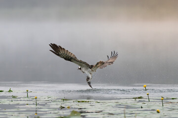 Osprey - Pandion haliaetus also called sea hawk, river hawk, and fish hawk with spread wings in flight with fish in claws over foggy lake. Photo from nearby Mragowo in Mazuria in Poland.